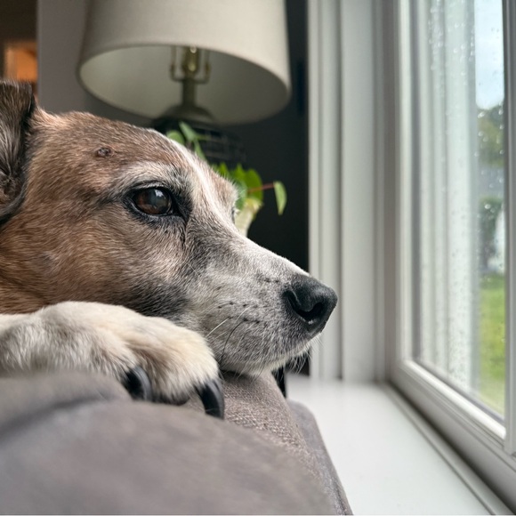 Meet your Posher, Rachel - Picture 1 of 1